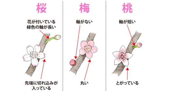 「桜・梅・桃」の見分け方