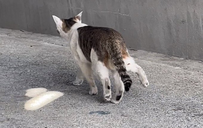 【多肢症！？】足が5本ある猫が発見される！【動画有】