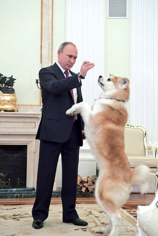 全秋田が泣いている「秋田犬 あげたじゃないか プーチンよ」