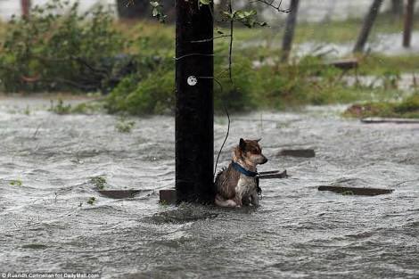 「すべての犬を家の中にしまえ」「猫もしまえ」台風や災害の時にペットを外に置いたままにしないでください！