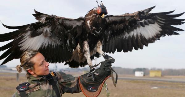 ドローン狩りに利用されるフランス空軍の鷹が凄い！