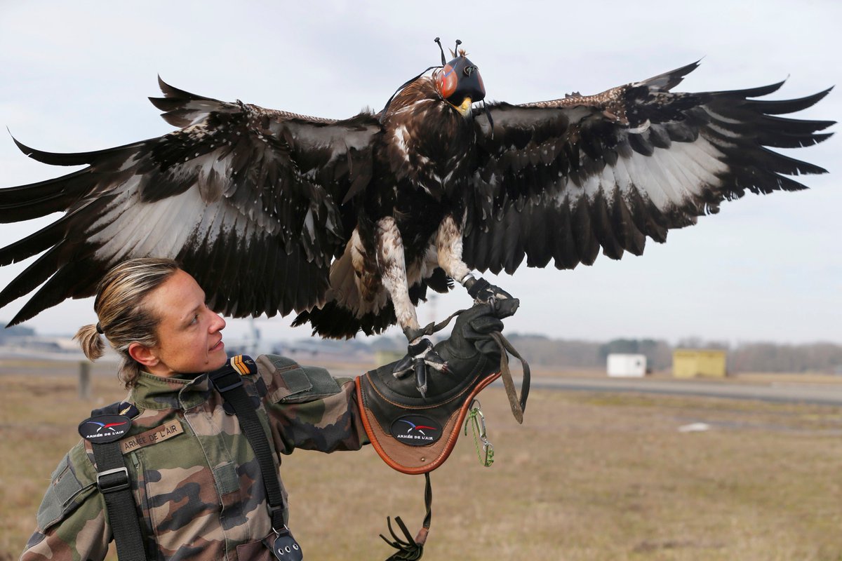 ドローン狩りに利用されるフランス空軍の鷹が凄い！