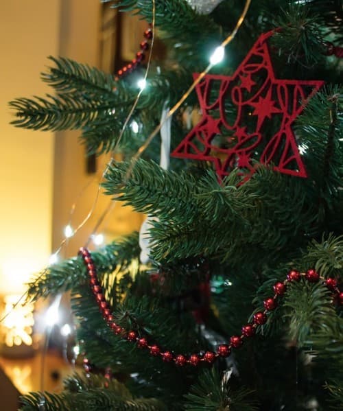 クリスマスツリーの起源は韓国！チョウセンシラベ（韓国モミの木）をアメリカが改良して普及！
