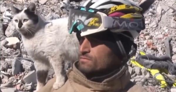 トルコ地震の129 時間目に救出された猫。消防士「所有者が見つからない場合は私が引き取ります」