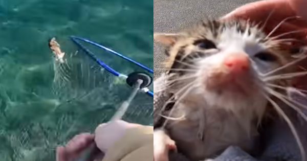 釣りYouTuberさん、海釣りをしていたところ偶然にも海で溺れる子猫を発見し保護し猫系YouTuberに転生し再生数爆上がり！【動画有】